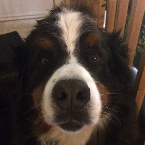 Meet your Posher, Dante